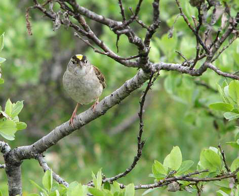The golden crown distinguishes a the sparrow39s status and brighter hues are consistent with more dominant birds and better fighters more likely to win a conflict while birds with duller tones were less dominant Photo courtest National Park Service