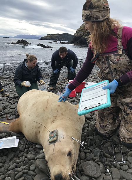 Dr Michelle Oakley performs a physical examination to assess a sea lion39s condition making note of anything unusual Physiologist Mandy Keogh collects samples while Michael Rehberg stands by Forceps clipped to the ear help hold the endotracheal tube for anesthesia in place The GPS tag is epoxied to the sea lionrsquos head