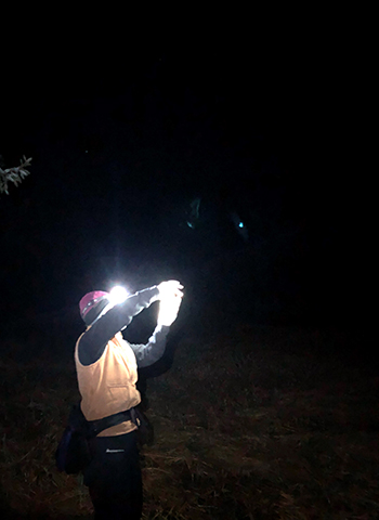 Tory Rhoads releases a little brown bat after capture