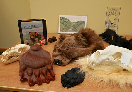 The bear kit includes skulls rubber casts of tracks safe to pass around bear fur and hair and a teacher39s guide to bears of Alaska