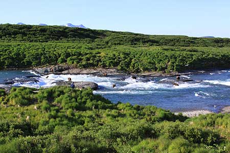 The main bear viewing area