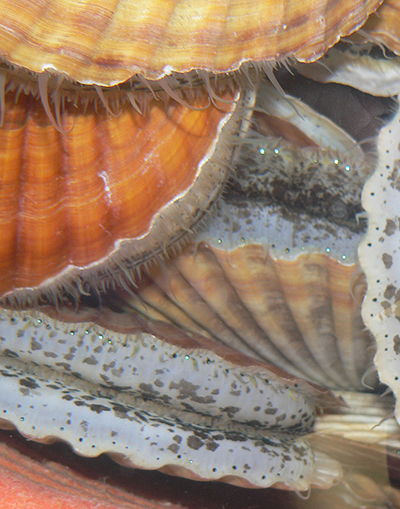 The eyes of these live scallops are the small reflective blue ldquodotsrdquo along the inside edge of the mantles Photo by Ryan Burt