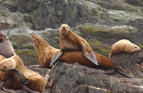Steller sea lion mom and juvenile on a haulout in Southeast Alaska
