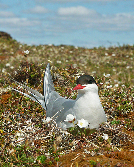 An Arctic tern During the breeding season Arctic Terns have bright red beaks and feet while Aleutian Terns have black beaks and feet Both have a black cap the Arcticrsquos being a solid hood Aleutians have a white patch near the beak Photo by Tim Bowman