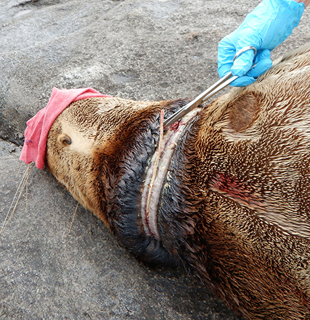 A marine mammal biologist cuts a band off the neck of a sedated Steller sea lion on a beach in Southeast Alaska The band has cut through the skin into the layer of white fat or blubber This work was done under NOAA permit 18786