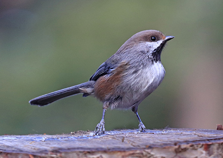 A Boreal Chickadee These browncapped cousins are found across Canada39s boreal forests well into Alaska39s Interior Photo by Tim Bowman