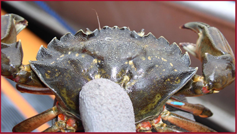 My first brush with a live European green crab in coastal British Columbia Department of Fisheries and Oceans Canada tagging project Photo ADFampG