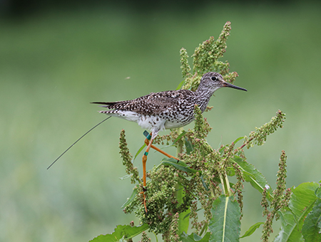 A lesser yellowlegs with leg flags identifying it as a specific individual The antennae of the tracking device extends beyond the bird39s tail