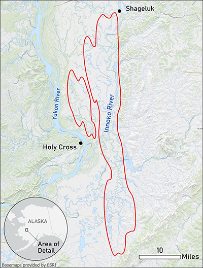 Map of the home range of the Lower Innoko and Yukon rivers wood bison herd in 2022 This boundary includes 99 percent of known collar locations in 2022
