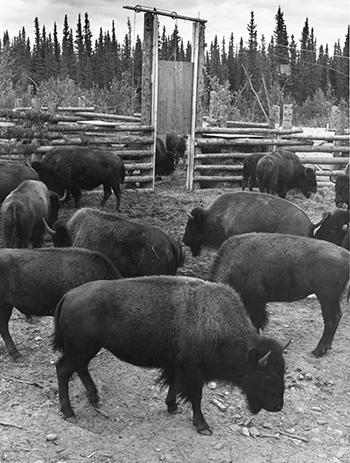 In 1928 23 plains bison were translocated from the National Bison Range in Montana to the Delta River At the time biologists were unaware of the existence of wood bison in Canada