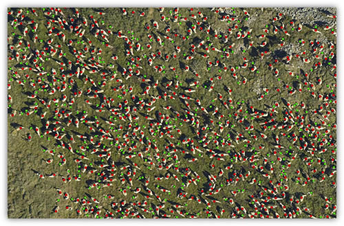 An aerial photograph of caribou in the process of being counted The red and green dots mark caribou that are counted and help biologists interface the images with software