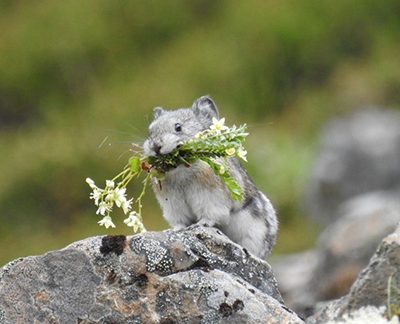 A Collared Pika Photo by Luke Metherell