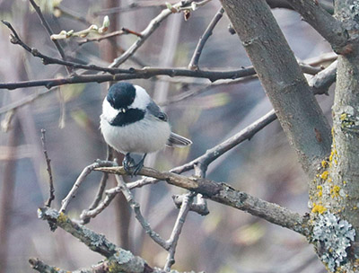 A Blackcapped Chickadee in Southcentral Alaska Photo by Arin Underwood