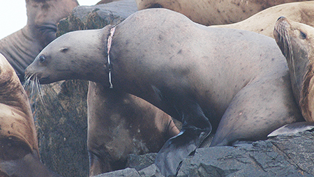 A Steller sea lion with a packing band cutting into its neck Packing bands are the most common entanglement in Southeast Alaska sea lions Photo by Kelly Hastings This work was conducted under NOAA permit 14325