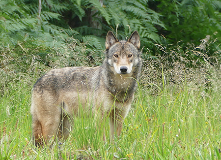 A healthy female wolf on Prince of Wales Island Photo by Kris Larsen