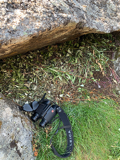 A pika haypile dries partially exposed under a rock Fireweed can be seen as part of the mix Photo by Katie Christie