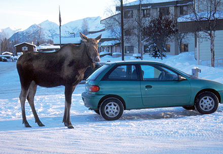 A moose in an Anchorage neighborhood in winter Moose and caribou will lick dirty cars Vehicles accumulate dirt which has minerals and minerals are hard to come by in the environment during winter Porcupines will chew on axe handles and other items handled by people with sweaty hands to glean salt Moose photo by Rick Sinnott