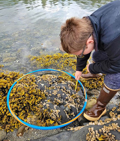 A student counting barnacles in random plot hula hoop in intertidal zone Photo by Katie Holmlund