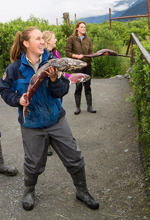 AWCC staff preparing to provide Ship Creek king salmon carcasses to the Centerrsquos resident brown bears  Photo courtesy of Doug LindstrandAWCC