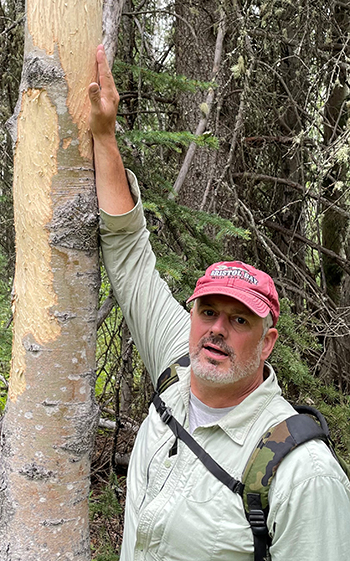 Mike Taras shows signs left by moose scraping bark off aspen trees