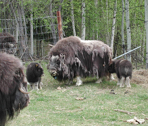 A shedding muskox at LARS the shed qiviut hangs in ragged tatters from the animals Qiviut is shed in a highly synchronous manner over a period of two weeks Muskox rub the qiviut off on the ground or any convenient rubbing post or let the wind shred and scatter it LARS photo
