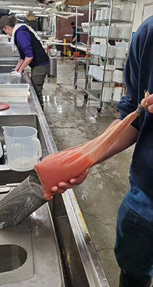 Rainbow trout eggs combined into a netbag prior to pressurization