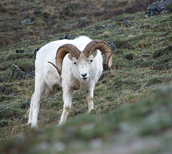 A mature Dall sheep ram in Denali National Park Photo by Rick Merizon