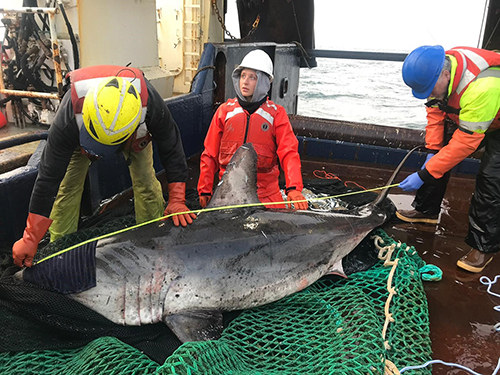Ada an eightfoot female tagged in fall of 2022 The wet towel on her face helps calm her during processing