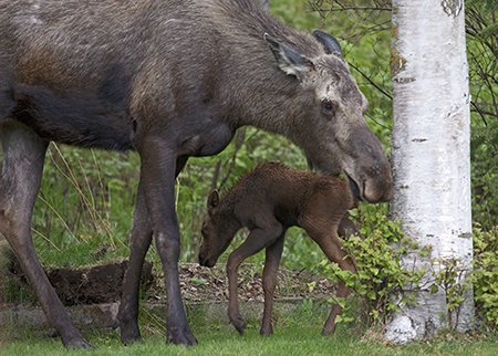 Mother moose are notoriously protective of their young and statistically are more dangerous than bears Don39t approach young mooseem Photo by Ken Marshem