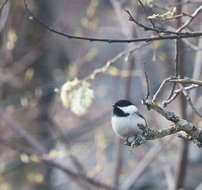 A Blackcapped Chickadee Photo by Arin Underwood