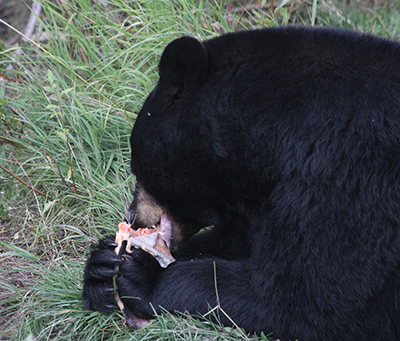 AWCC black bear ldquoUlirdquo enjoying a salmon fillet  Both the Alaska Zoo and AWCC accept donations of unwanted fish and game meat from the public  Such gracious donations form a bulk of the bearsrsquo diets at both facilities  Photo by the author