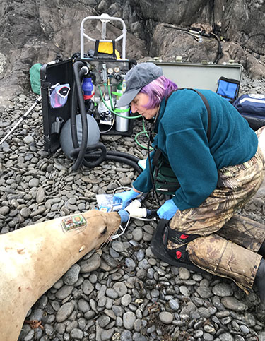 Dr Kimberlee Beckmen an ADFampG wildlife veterinarian monitors a sea lion she placed under anesthesia after it was darted Anesthesia helps make handling these large animals safe and predictable ADFampG staff built the portable anesthesia machine seen here
