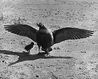 Biologist Glen Sherwood captured this image of a brant protecting her chick on the Kashunuk River in 1961 Geese are famously aggressive in defense of their chicks Steller jays will group up and attack cats stalking vulnerable fledglings in those few first days when they are out of the nest and still grounded Raptors like goshawks and owls will swoop on and strike people or other perceived threats near a nest