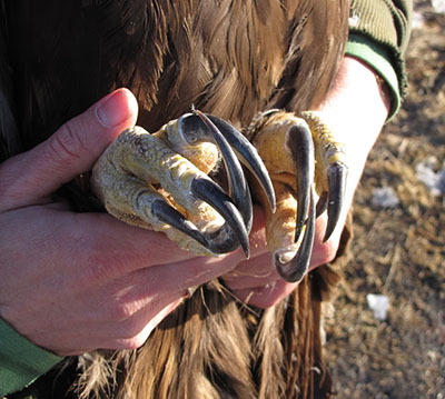 Golden Eagle talons
