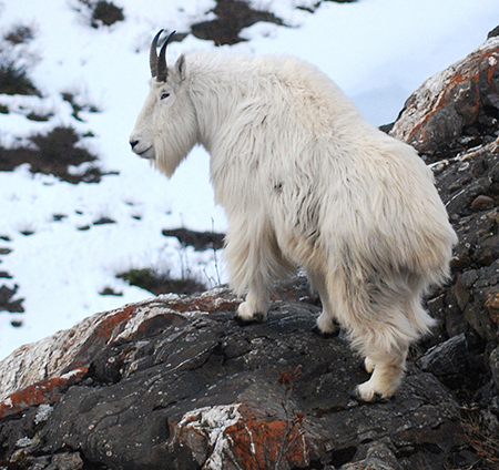 A mountain goat in upper Lynn Canal Photo by Kevin White