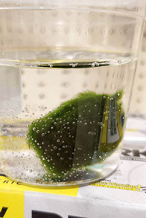 A Marimo moss ball in a cup of water This is the Betta Buddy brand and has a zebra mussel that39s not visible in this picture Courtesy ODFW