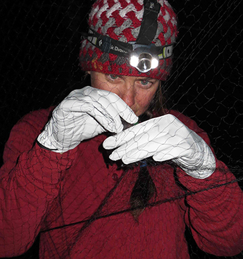 Biologist Laura Beard extracts a little brown bat from a mist net at Fish Creek on Douglas Island