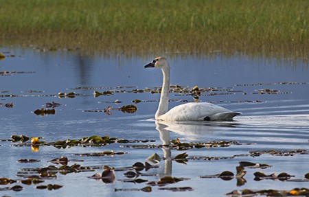 A trumpeter swan the heaviest bird and largest waterfowl in North America Photo courtesy Tim Bowman