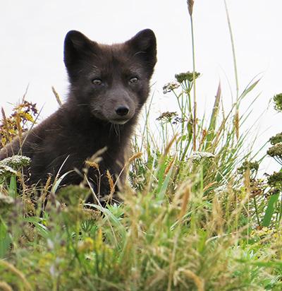A blue fox in the Pribiloff Islands This is a dark color morph of the arctic fox and although rare overall it is common on the Pribiloffs Photo by Kelly Nesvacil