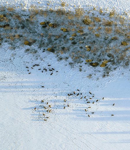 Photograph of bison taken with the ultrahighresolution aerial survey camera November 28 2022