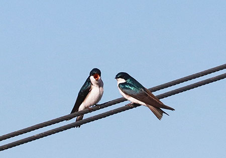 Tree Swallows photo Arin Underwood