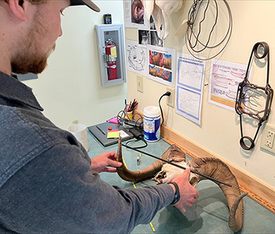 Jack Cornish assesses a ram using the stick test