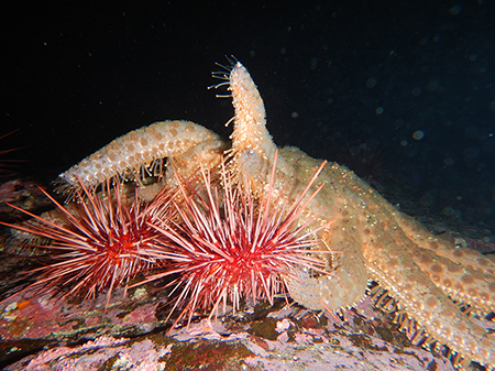 Also known by their genus name Pycnopodia or quotPycnoquot these sea stars prey on sea urchins and other seafloor life Photo by science diver Whitney Crittenden taken in Ketchikan Management area