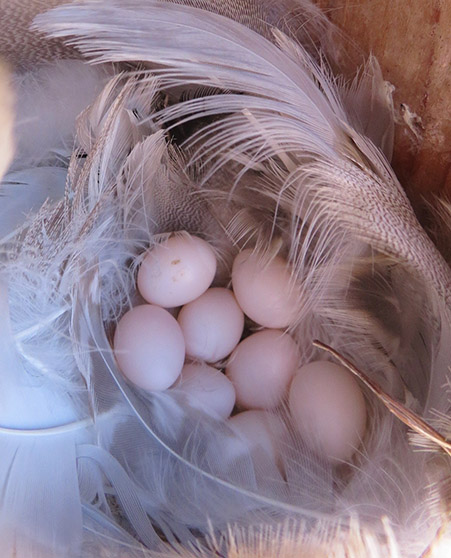 Tree swallow eggs in a nest box Audubon volunteers are permitted to open the boxes and monitor the nesting success Photo by Jessica Millsaps