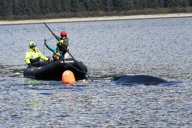The NOAA Fisheries response team uses poles with specialized knives to cut entangling lines Credit Alaska Department of Fish and GameJamie Musbach NOAA Fisheries Permit  24359