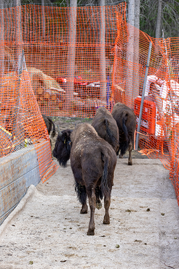 Wood bison mosey down a ramp off the barge on the bank of the Nenana River at Minto Flats Photo by Mark Lindberg