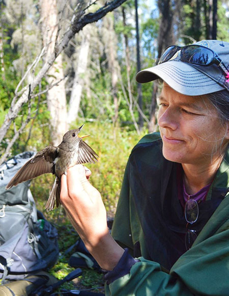 ADFG Wildlife Biologist Julie Hagelin handling an Olivesided Flycatcher that has just returned to Alaska from its long migratory journey to South America Photo E StaceyADFampG