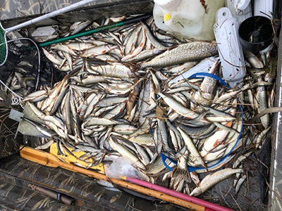 Pike carcasses removed from Anderson Lake postrotenone treatment  The pike population was comprised almost entirely of small stunted fish
