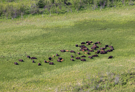 A group of wood bison with lightercolored reddish calves of the year in a sedge meadow near the Innoko River Photographed by Mark Lindberg during an aerial survey in June