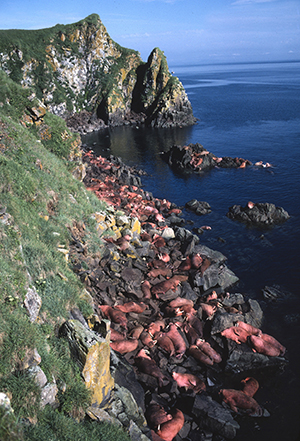 Walrus at Round Island